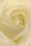 Drawn into the heart of this ivory rose, the image immerses you in a world of serene beauty that feels distinctly Enfield. Soft petals unfurl in an elegant spiral, inviting the mind to wander across their silky, dew-kissed surfaces. Light glides gently through each fold, casting understated shadows that deepen the sense of calm-echoing the quietude of mornings along the River Lea. The ivory-cream hue radiates purity and reverence, marking this rose as the perfect emblem for sympathy arrangements, tokens of admiration, or milestones of new beginnings. There's an almost audible whisper of sweet fragrance, subtle but persistent, reminiscent of the gentle care and attention poured into every bouquet by Enfield Florist. More than just a bloom, this close perspective celebrates both the flower's innate perfection and the heartfelt artistry that shapes special moments for Enfield families and friends, delivered with local knowledge and genuine affection.